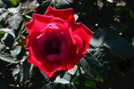 月季花