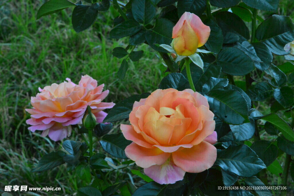 月季花 