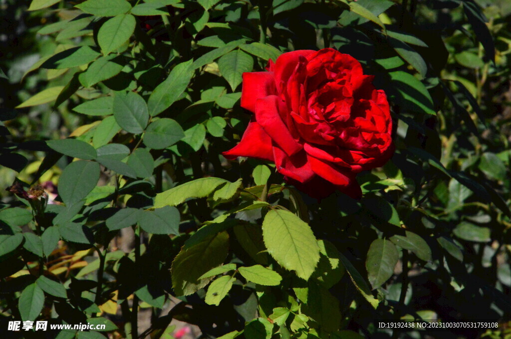 月季花