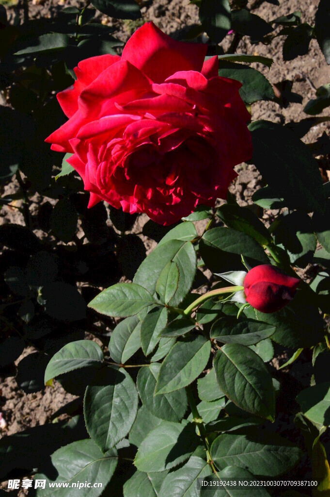 月季花 