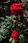 月季花 