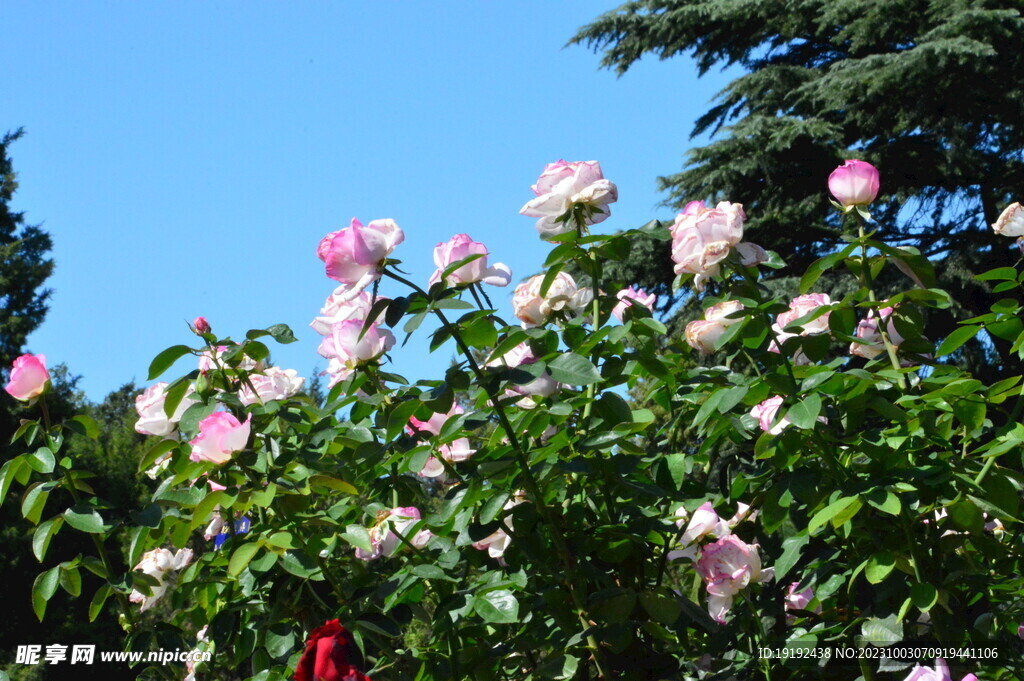 月季花 
