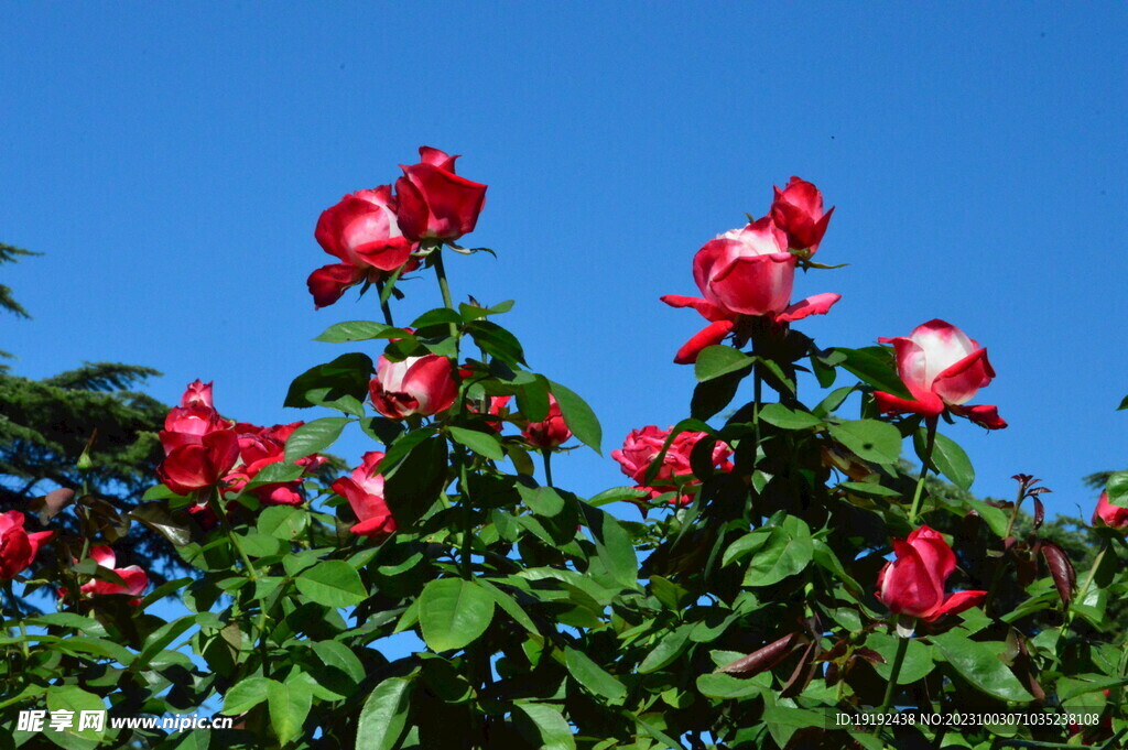 月季花 
