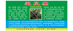 追风果