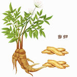 当归
