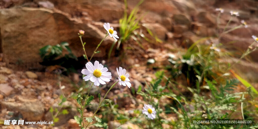 小白花