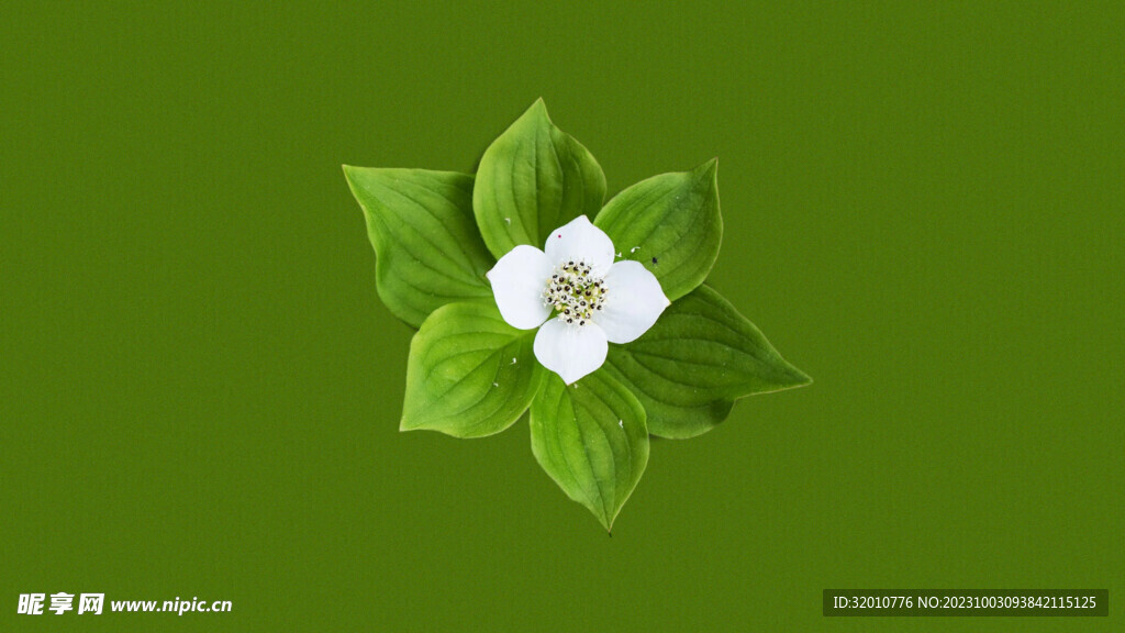 花