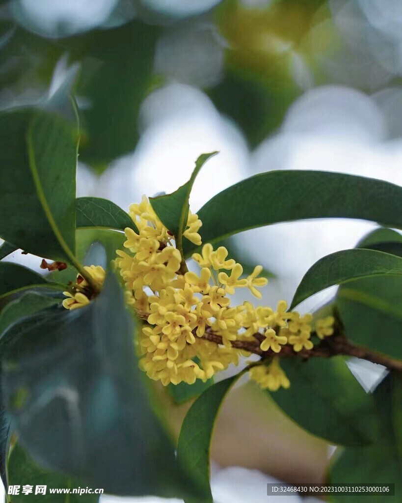 桂花特写