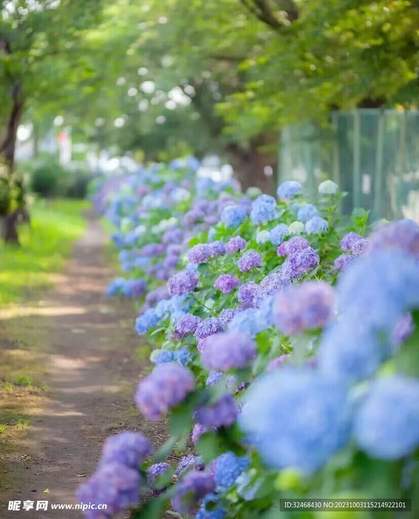 马路上鲜花