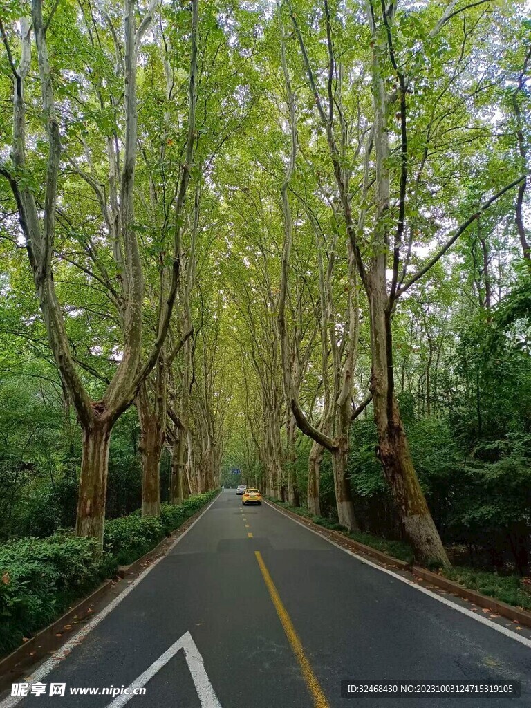 树林中马路