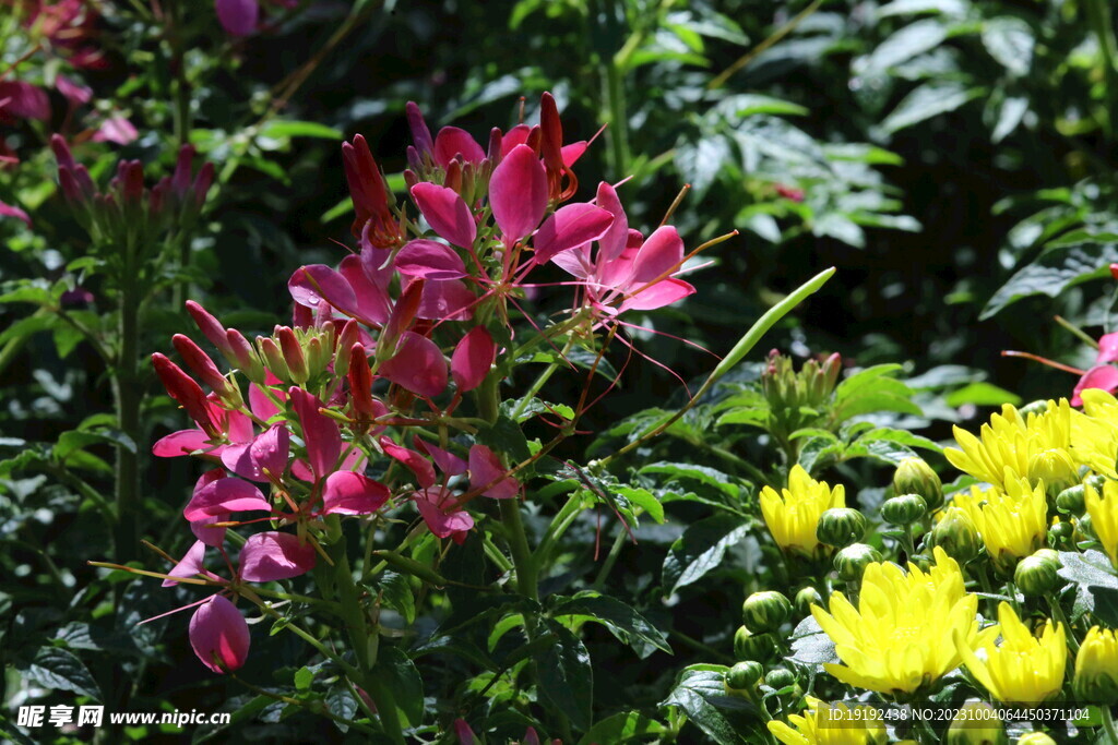 醉蝶花 