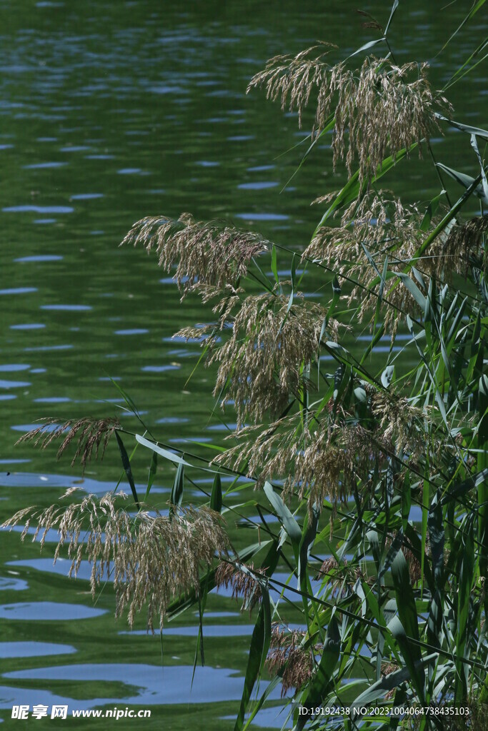 苇塘芦花