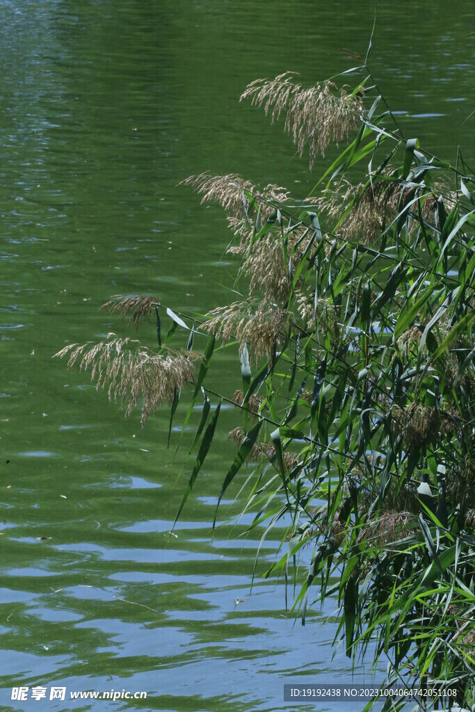 苇塘芦花