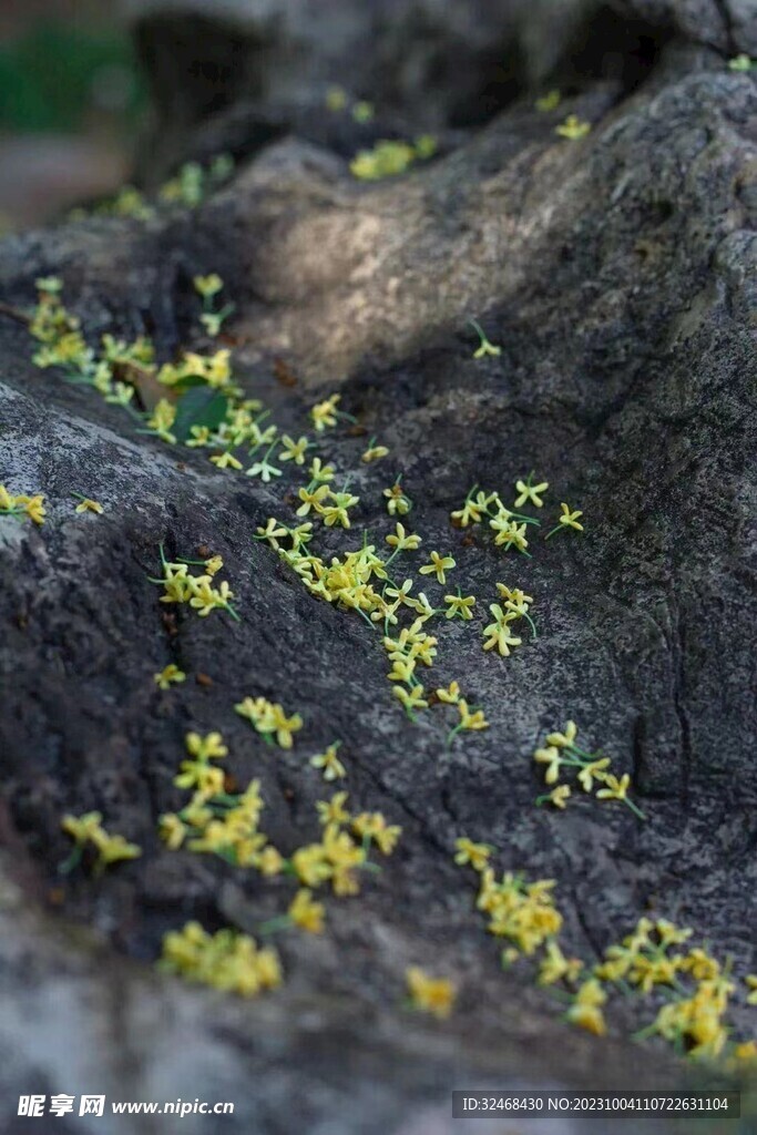 美丽的桂花