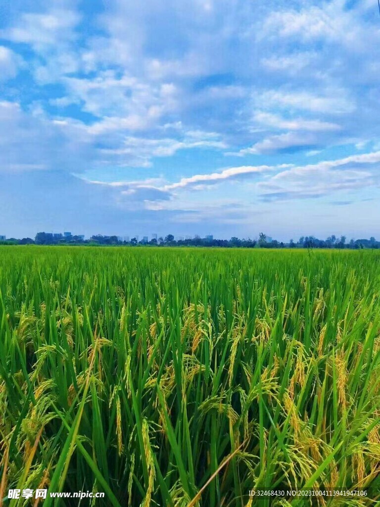  水稻