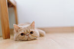 异国短毛猫