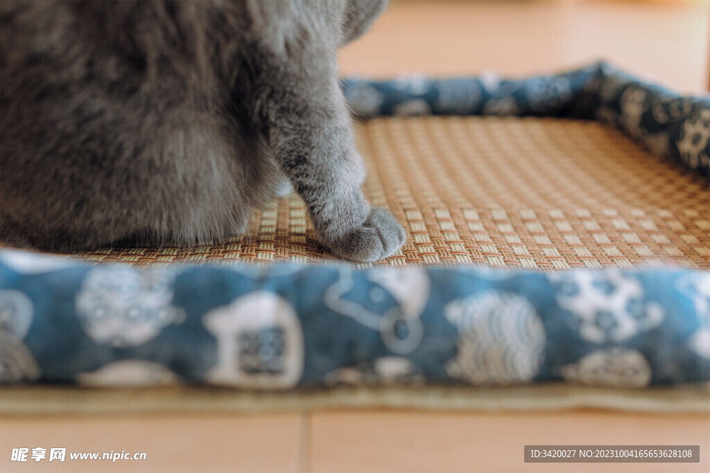 猫
