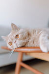 外来种短毛猫