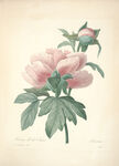 手绘花朵