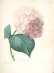 手绘花朵