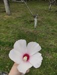扶桑花