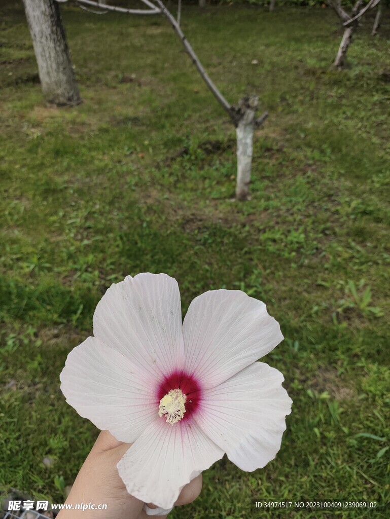 扶桑花