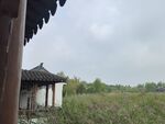 亭子芦苇