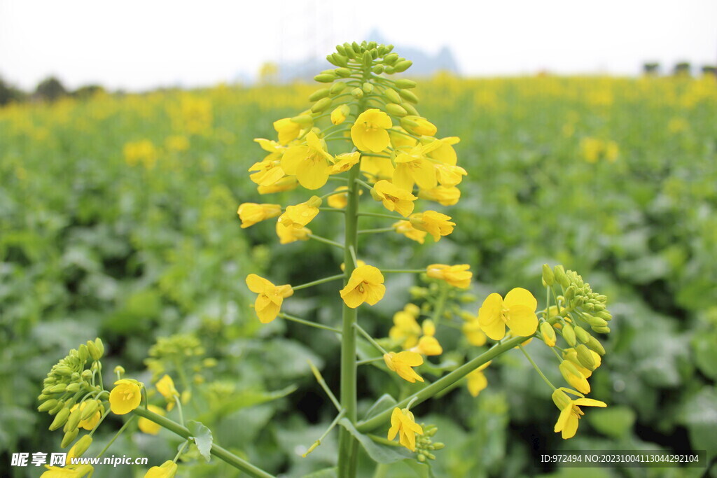 油菜花