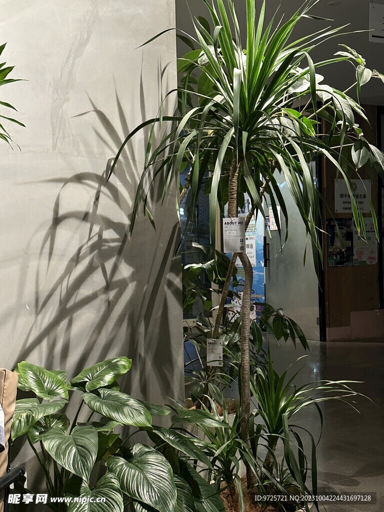 植物随拍