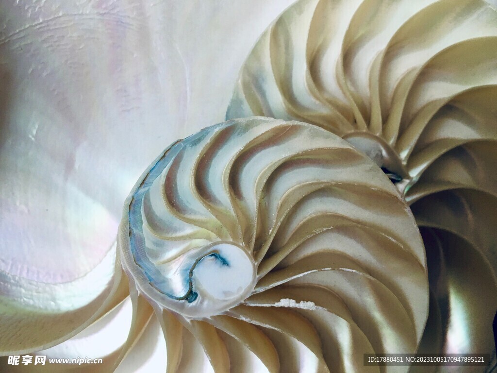 海螺