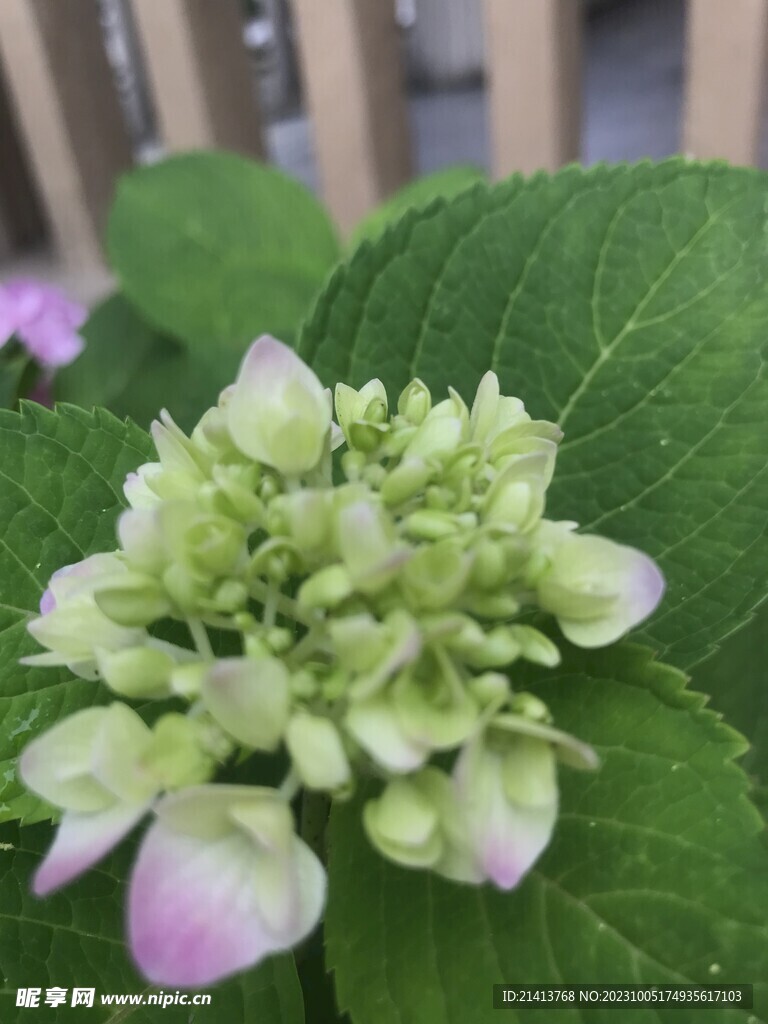 香雪球绣球花 