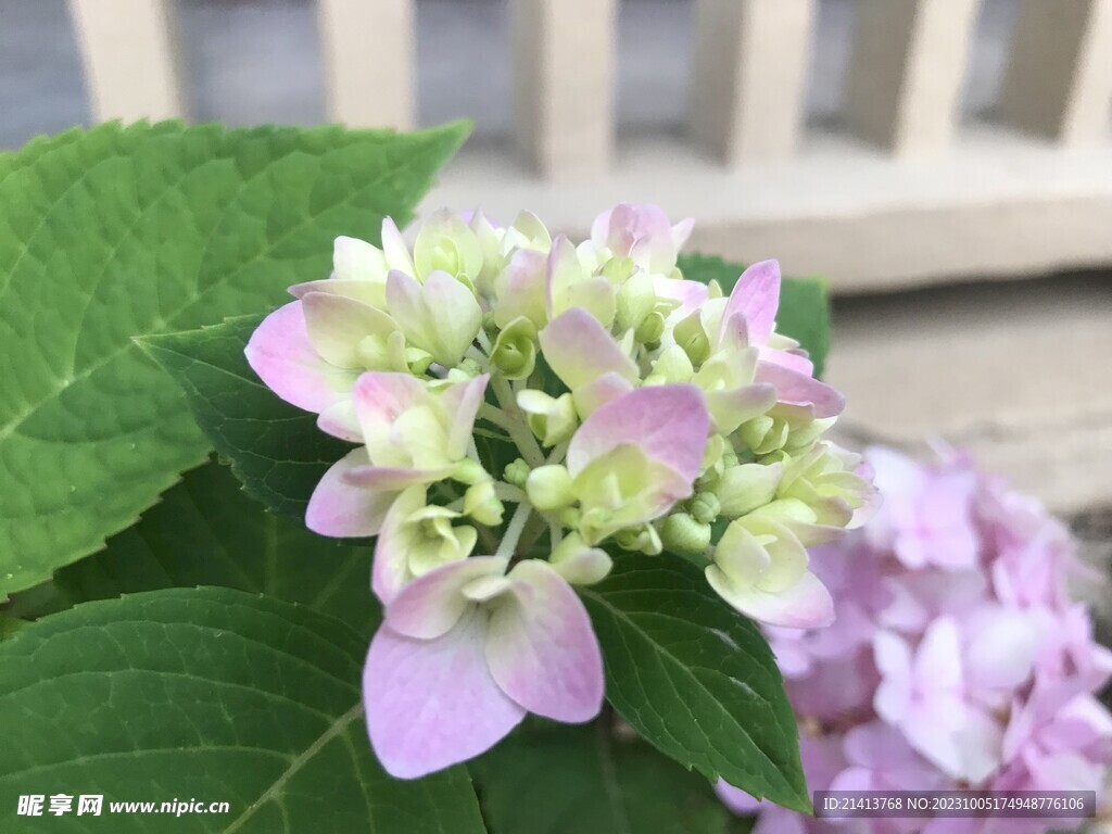 香雪球绣球花