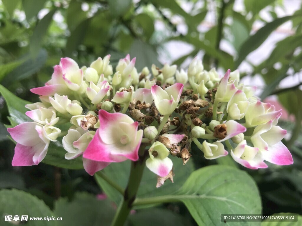 香雪球绣球花