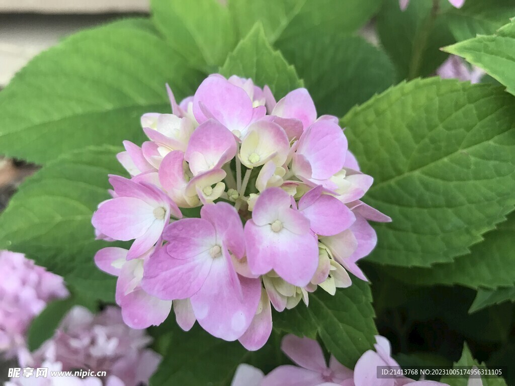 香雪球绣球花