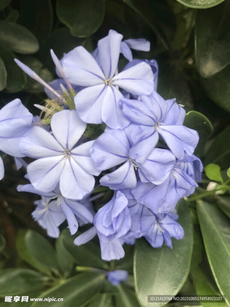 香雪球绣球花