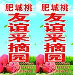 桃子熟了 桃子采摘 桃园 