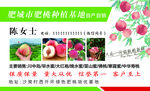 桃子名片  水蜜桃