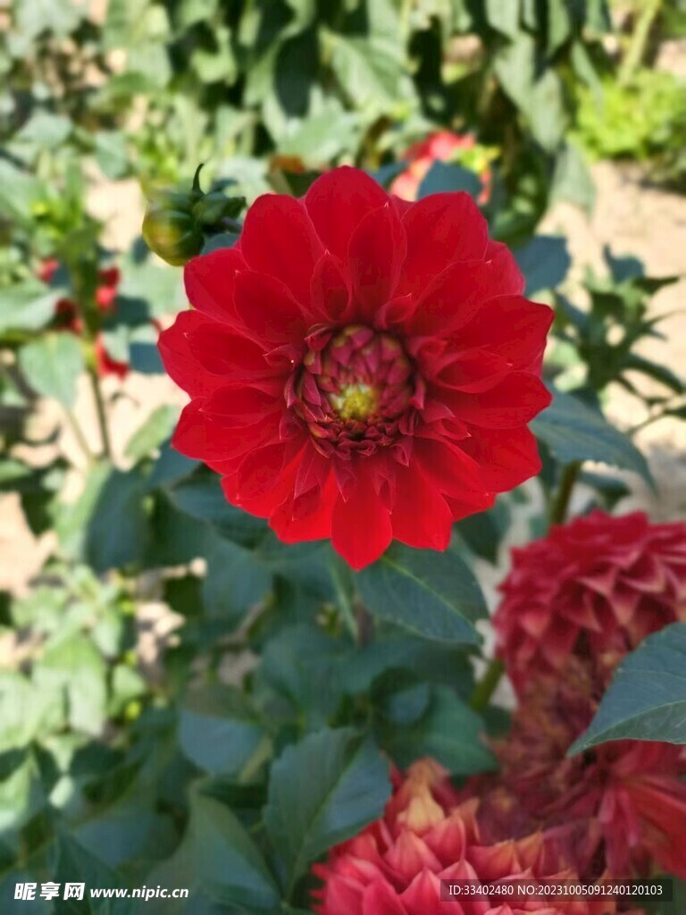 红花