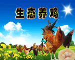 生态养鸡