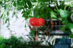 扶桑花