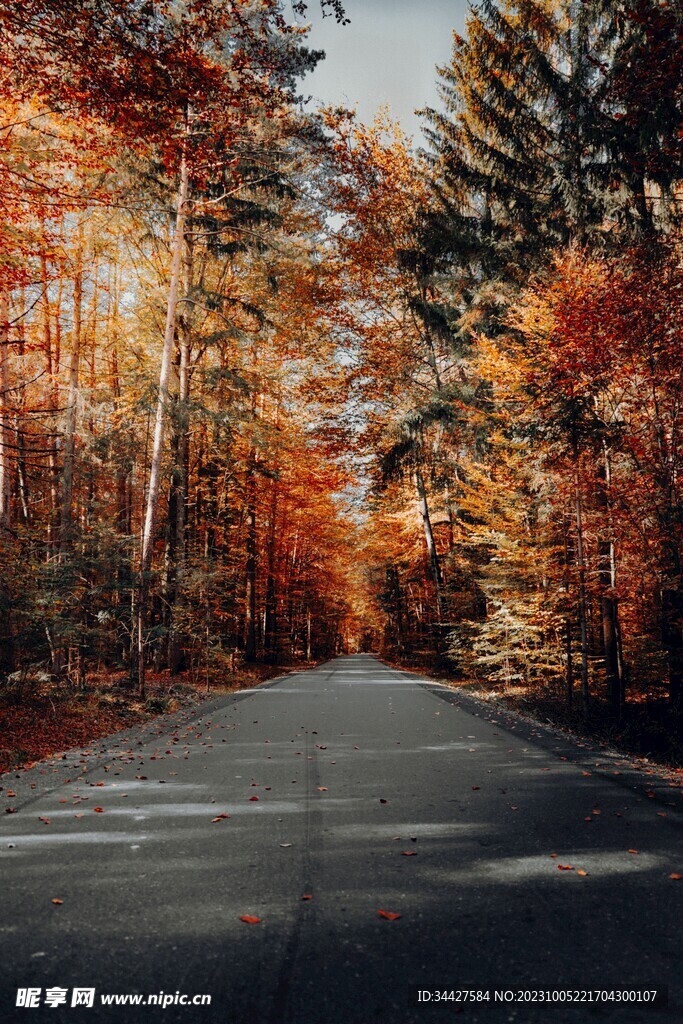 秋林中的道路