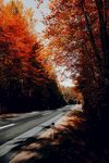 秋林中的道路