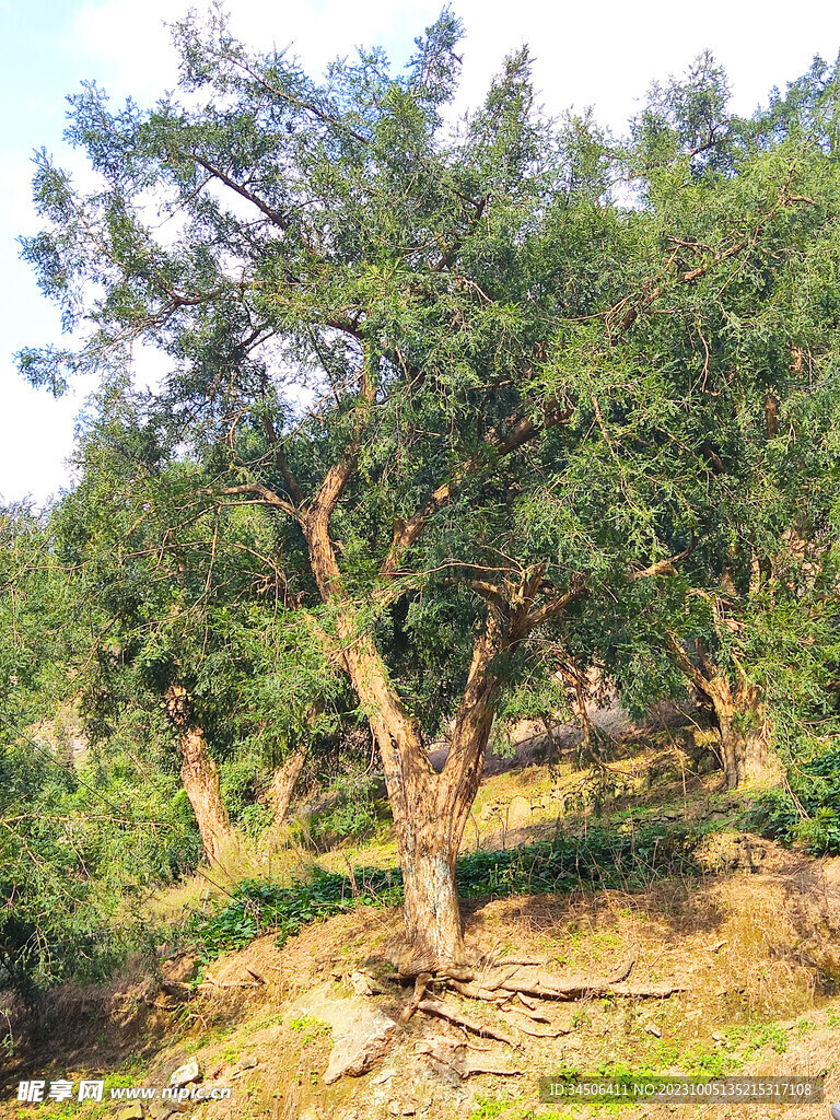 香榧森林公园千年老树