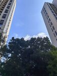 蓝天绿树