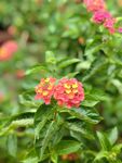 小花  