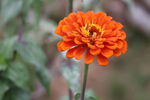 百日菊