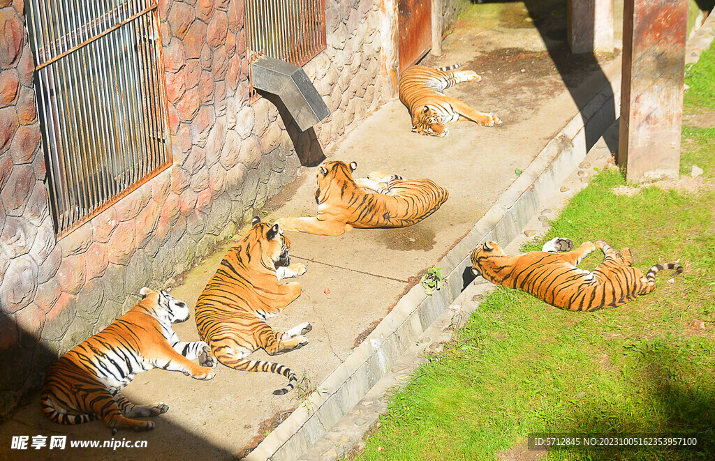 一群俯卧的老虎图片