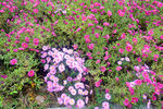 鲜艳的菊花摄影图片