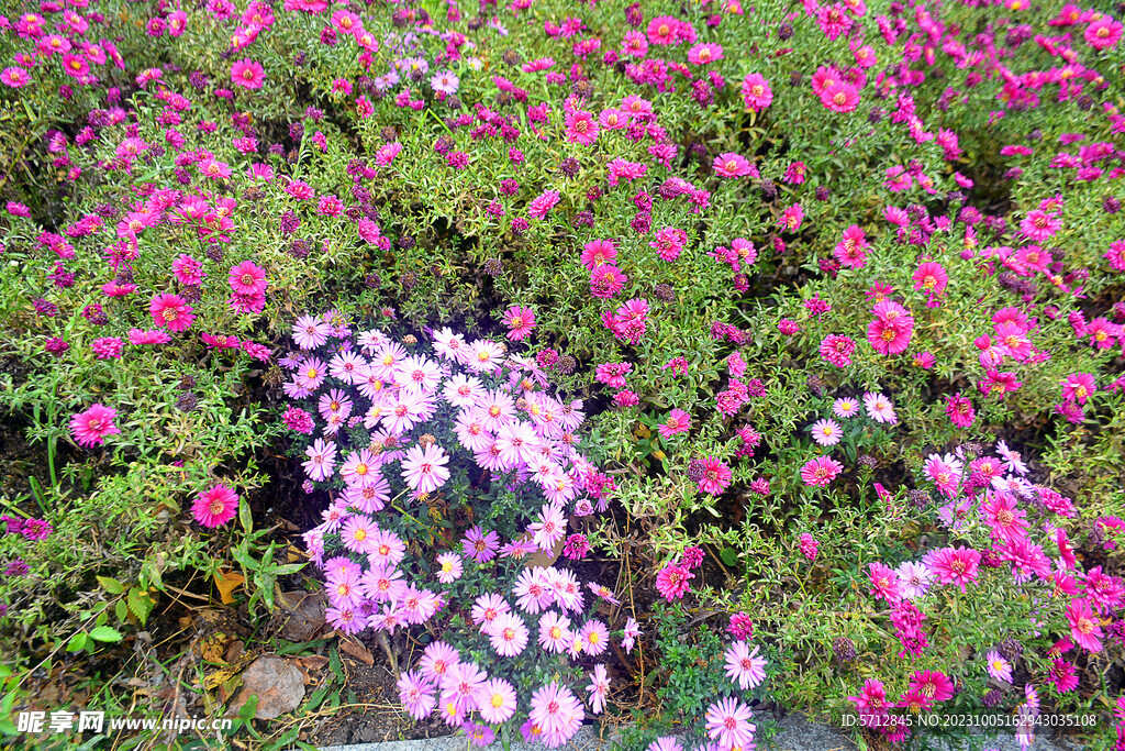 鲜艳的菊花摄影图片