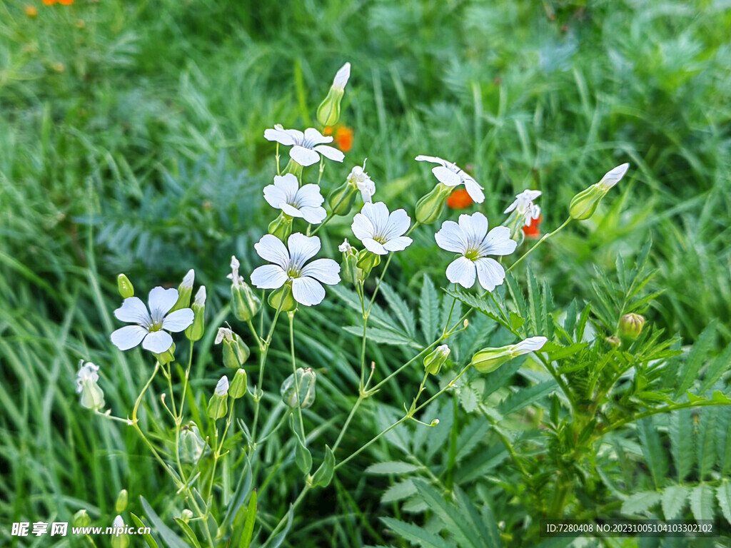 白花